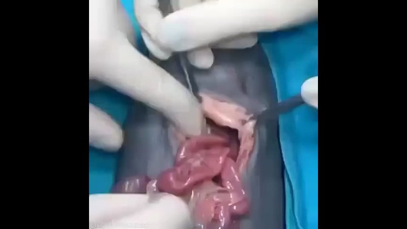 Como empieza el parto de una gata