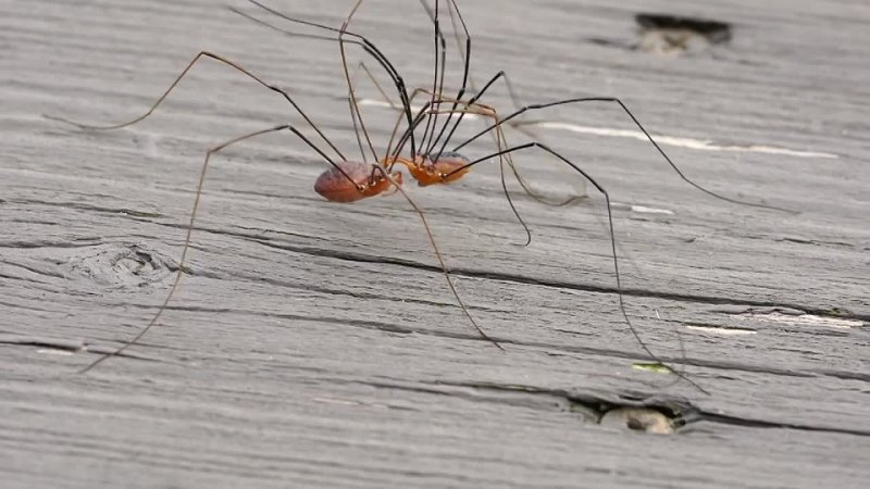 Паук косиножка фото и описание Паук косиножка фото и описание