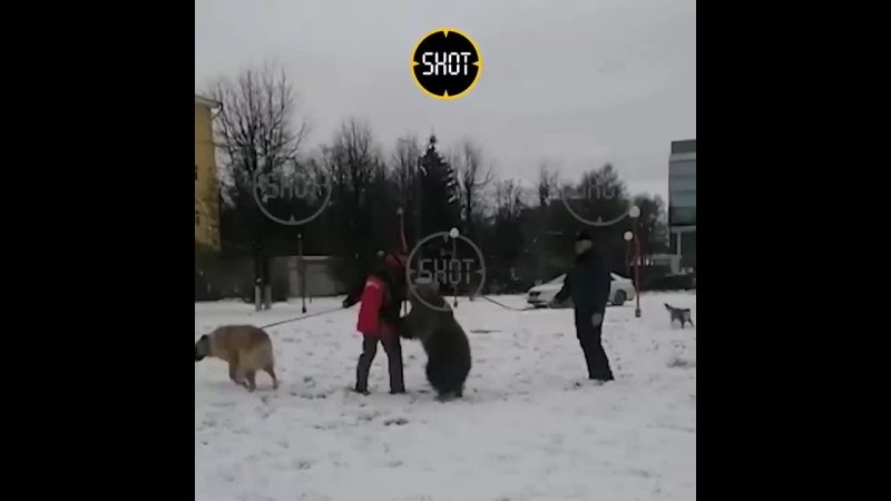 Медведь на поводке фото Медведь на поводке фото