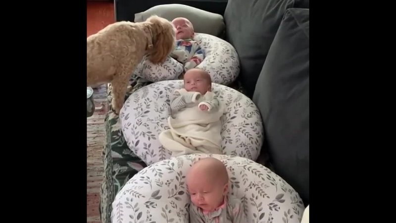 rr In an endearing gesture, Vinz, the diminutive dog, dedicated over three consecutive hours to attentively watch over and soothe three newborns in the absence of their working mother. This heartwarming act garnered admiration and affection from the online community.