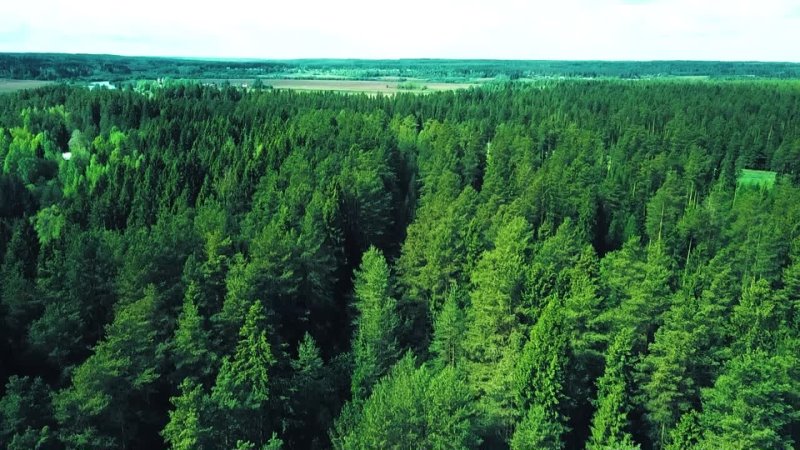 Архангельский лес студеновская ул 184 фото Архангельский лес студеновская ул 184 фото