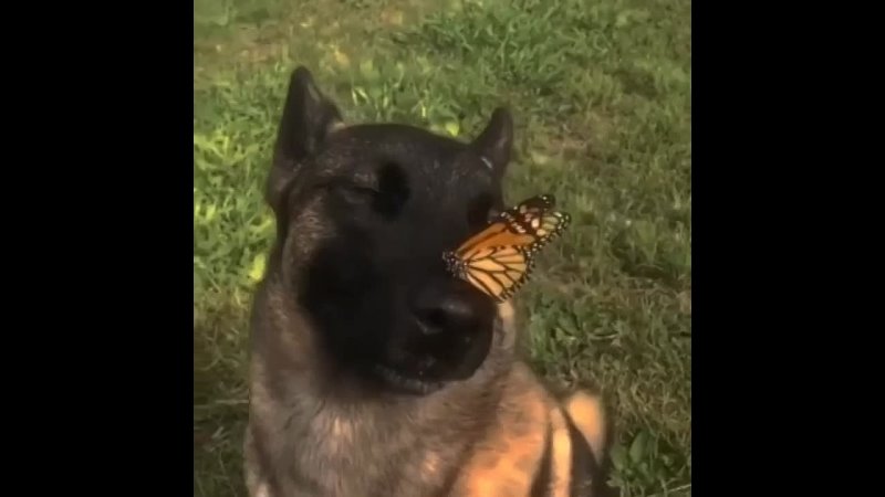 Собака с бабочкой на носу, спасибо за внимание 🦋 | Рифмы и Панчи |  ВКонтакте