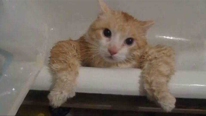 ПОДБОРКА ЛУЧШИХ МОМЕНТОВ 2016 СМЕШНЫЕ КОТЫ! СМЕШНЫЕ КОТИКИ НЕЛЕПЫЕ КОТИКИ!