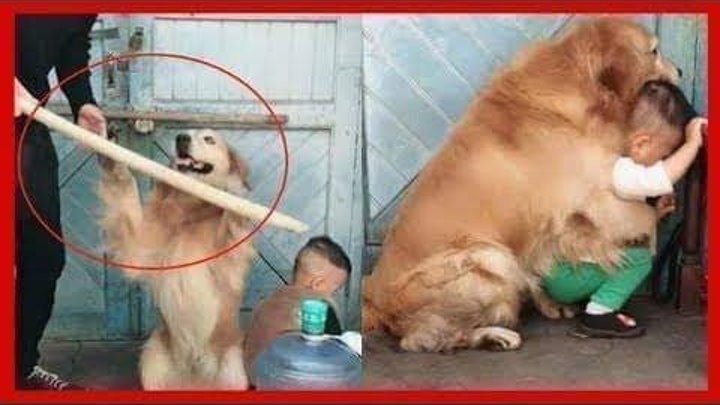 お母さんのように人間の子供を必死で守る犬たち 19 New