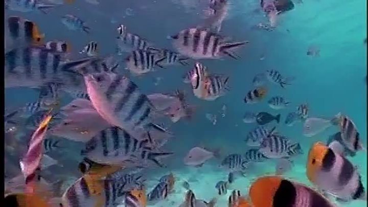 Baby Einstein - World Animals (2004 Spanish)