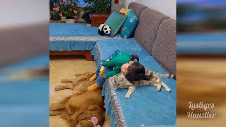 Lustige Tiere Lustige Videos Zum Totlachen 105