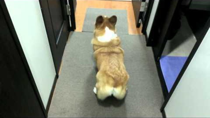 コーギー チロ のかわいいおしりふりふり Dance Of Cute Ass Corgi