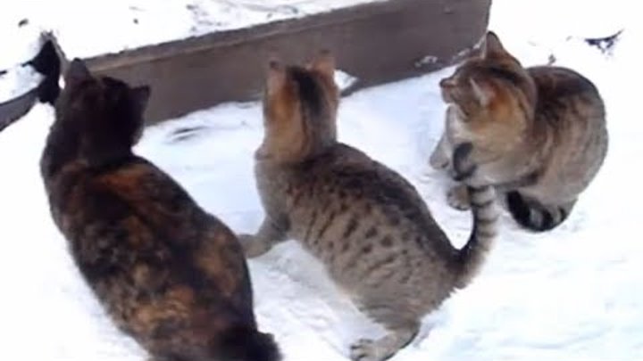 面白い猫 爆笑ネコ動画 おもしろ猫動画 の攻撃と面白い好奇心かわいい子猫 面白い猫 面白い猫 猫 おもしろ