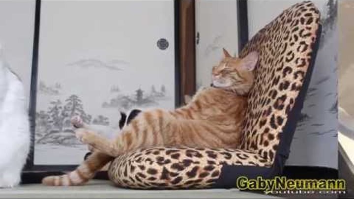 Lustige Videos Zum Totlachen Lustige Katzen Videos Witzige Katzen 14