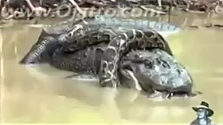 Битва животных: Крокодил против анаконды!© В мире интересного.