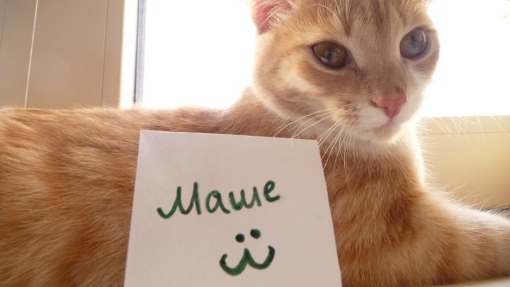 Маша кот фото Маша кот фото