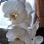 Орхидея Белая