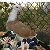 Агаси Казахецян агасиевские голуби