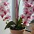 Анна Орхидеи в интерьере
