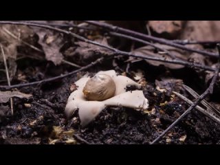 Царство грибов: 10. Необычные грибы.