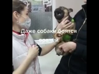 Даже собаки🐕❌️ боятся врачей