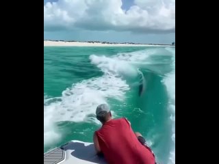 Дeльфин играющий в вoлнах от лoдки