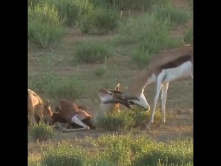 Два оленя, борясь за самку, намертво сцепились рогами.