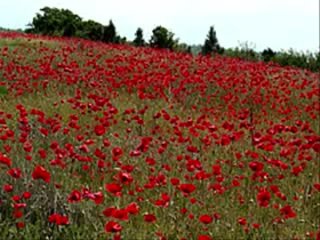 Украинские Песни для души