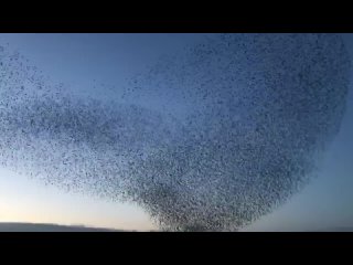 Мурмурация - танец тысяч птиц