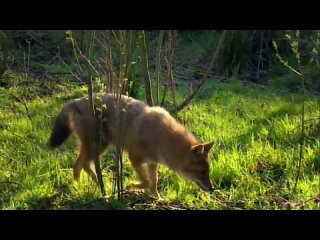 Обыкновенный шакал  злобный и хитрый воришка! Самый приспособленный хищник