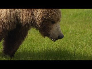 Wild Alaska [2012] (x264 / MKV / Blu-ray / 720p / Scene) OnTab