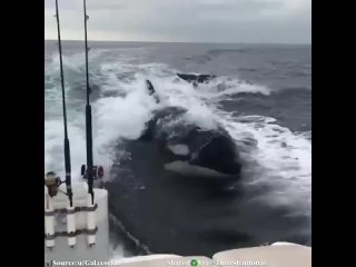 Конвой из китов убийц (Касаток) сопровождает быстроходный катер людей