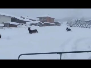 Вы только посмотрите !🥰 
Вот кто точно умеет радоваться снегу ☺️❄️

Купание лошадей в снегу ☃️❄️

Видео: @ ippoterapiakmv 

#26е