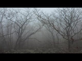 🎧 A Deep Forest Trail With Misty Early Morning Rain - 8 Hours Relaxation and Sleep (720p)