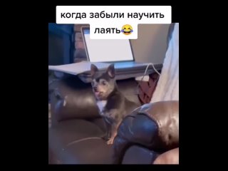 Не научили гавкать