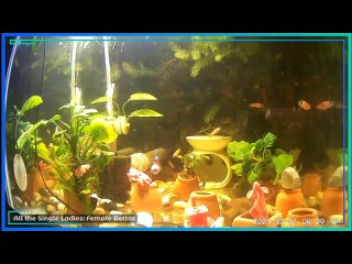 Relax with our Community of Betta Fish