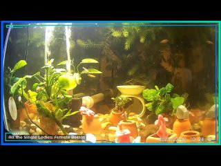 Relax with our Community of Betta Fish
