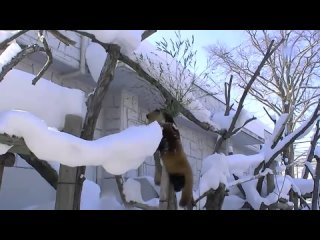 Игры малышей красной панды в японском зоопарке