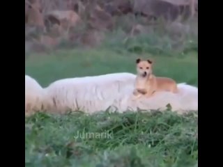 Лихой наездник🐶.mp4