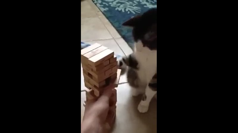 Who said that cats are not intelligent This is a kitty playing Jenga with