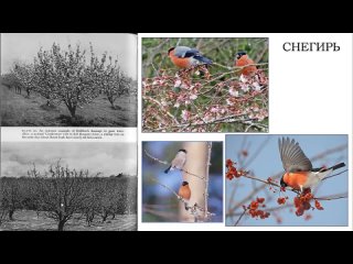 Детский лекторий : Перелетные и зимующие птицы ч.1