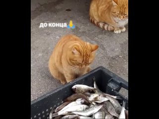 Кот джентельмен накормил голодную подругу