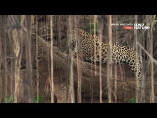 Дикая Бразилия - Прибежище ягуаров