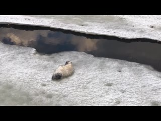 “Кошкиспас” спас обессиленного тюлененка