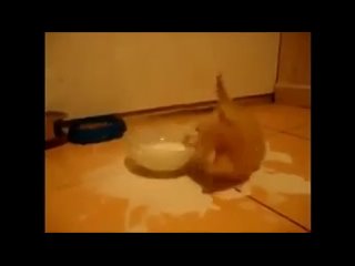 Котенок купается в молоке