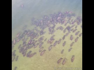Большое стадо ламантинов во Флориде, США