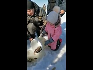Арина отпускает рыбу ⁄ Новости Североуральска -