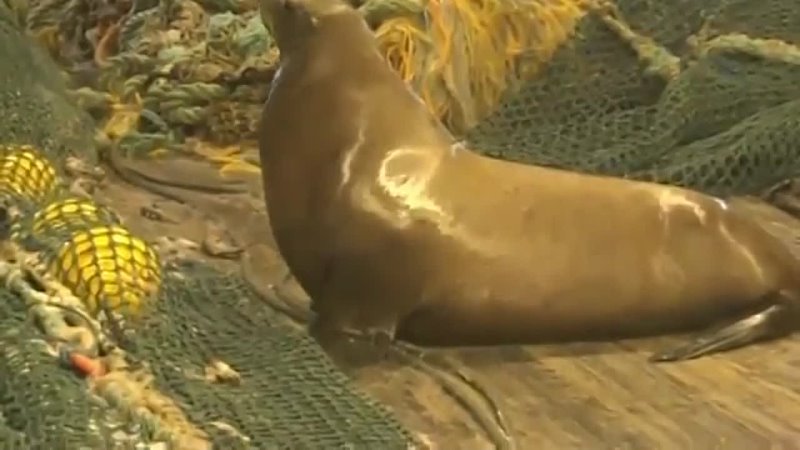 Sea Lion is angry