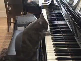 Концерт для Кота с Оркестром. Piecaitis, Nora The Piano Cat