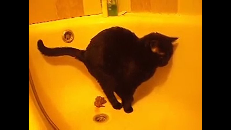 кот какает в ванну