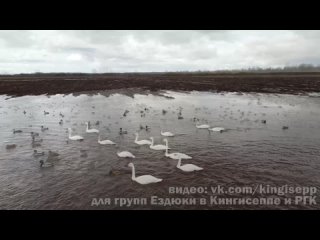 Лебеди под Кингисеппом (апрель 2021)