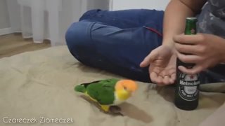 Birb drinking beer with his hooman.mp4