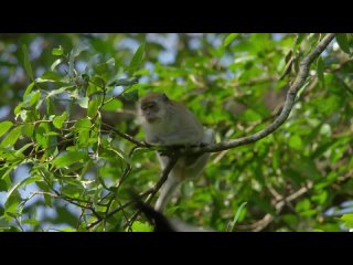 Paradise Islands S01E03 « Sun Kings » (National Geographic WILD 2017 US) (ENG/SUB ENG)