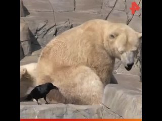 Медвежонок защищает маму / #РЕНТВ