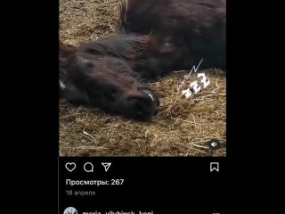 Народный.Возмущенец ☝НАКИПЕЛО on Instagram- “Похоже в этом городе от приюта  (1).mp4